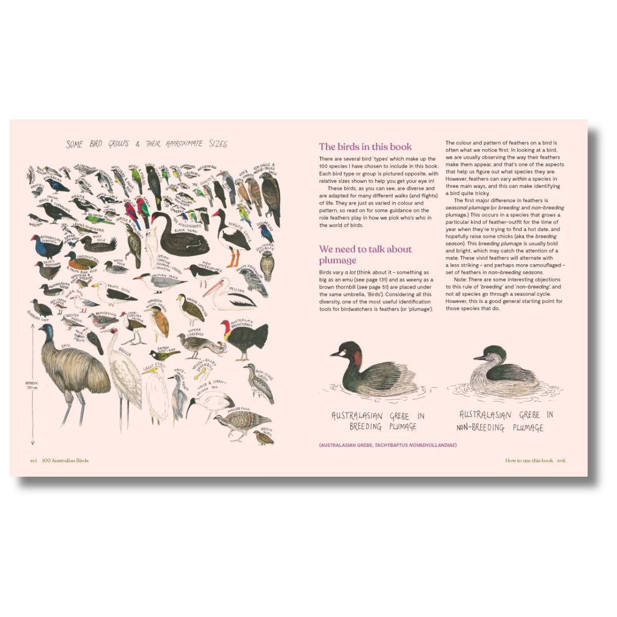 100 Australian Birds by Georgia Angus