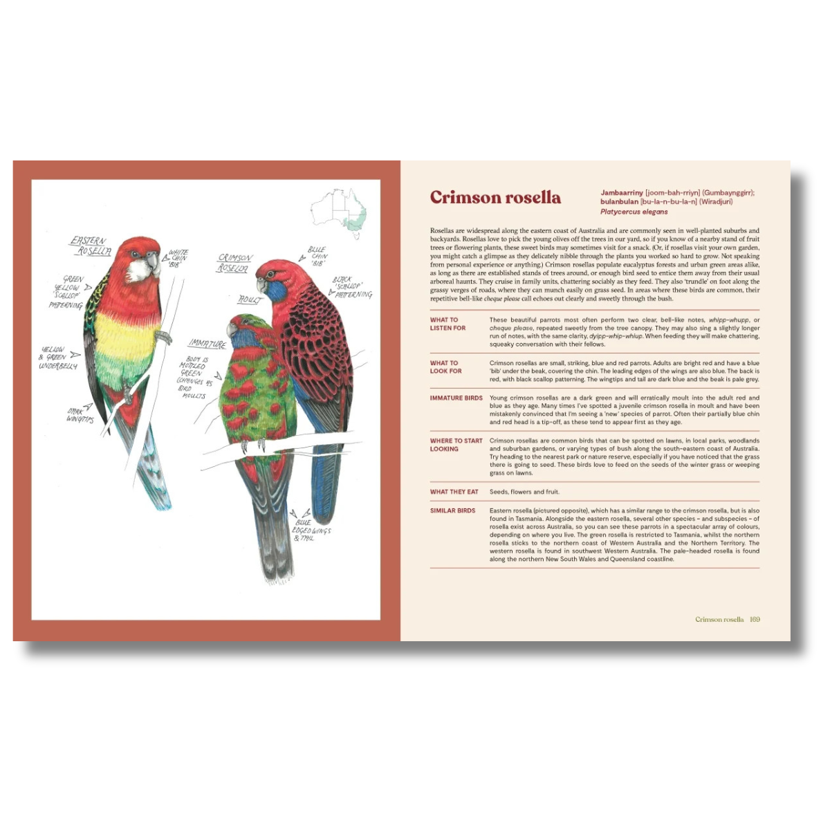 100 Australian Birds by Georgia Angus
