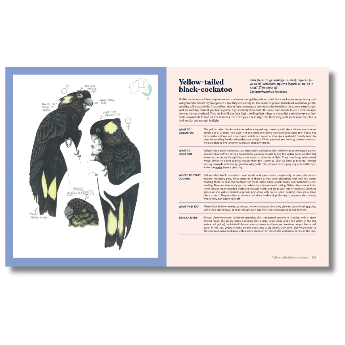 100 Australian Birds by Georgia Angus