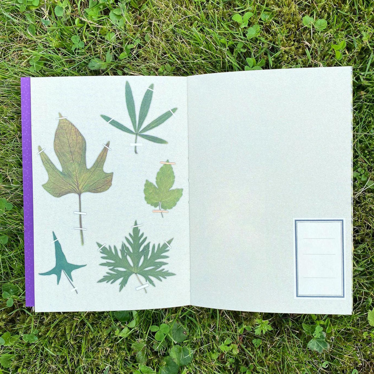 Open book with leaf illustrations on a grassy background