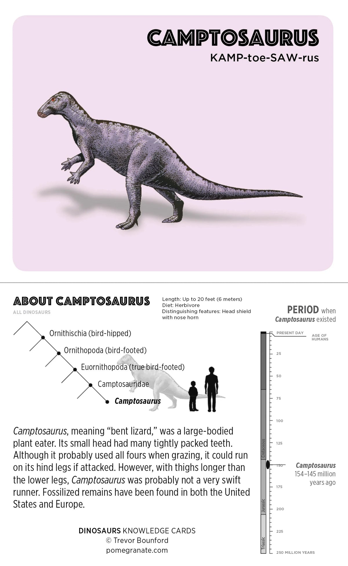 Pomegranate Dinosaur Knowledge Cards