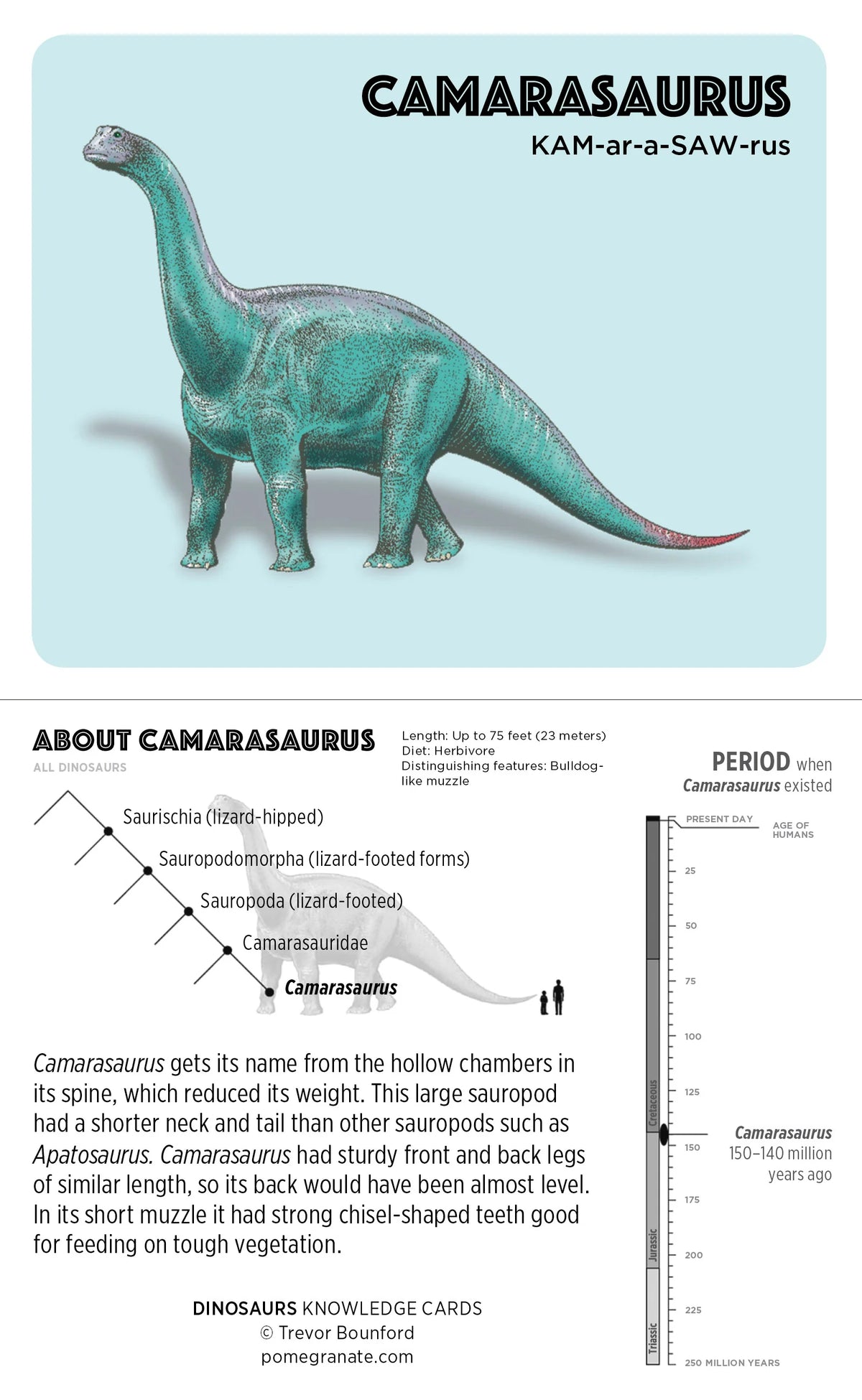 Pomegranate Dinosaur Knowledge Cards