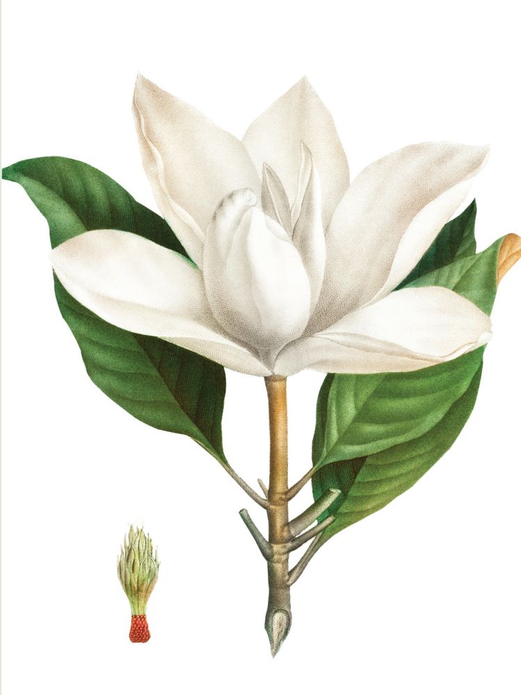 Nelson Line White Blossoms Notecard Wallet