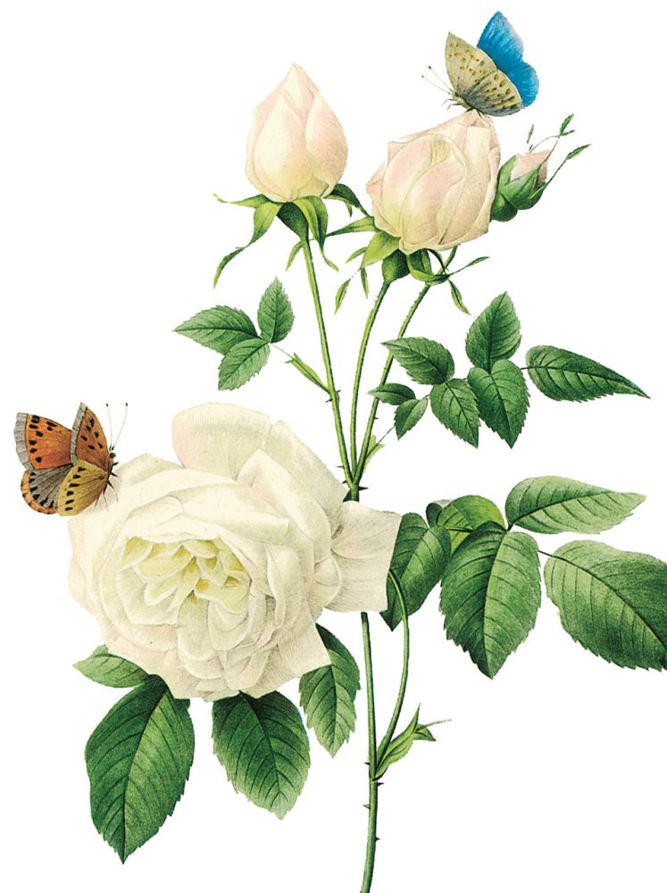 Nelson Line White Blossoms Notecard Wallet