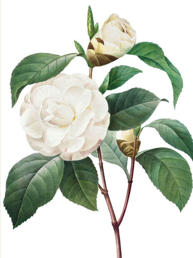Nelson Line White Blossoms Notecard Wallet