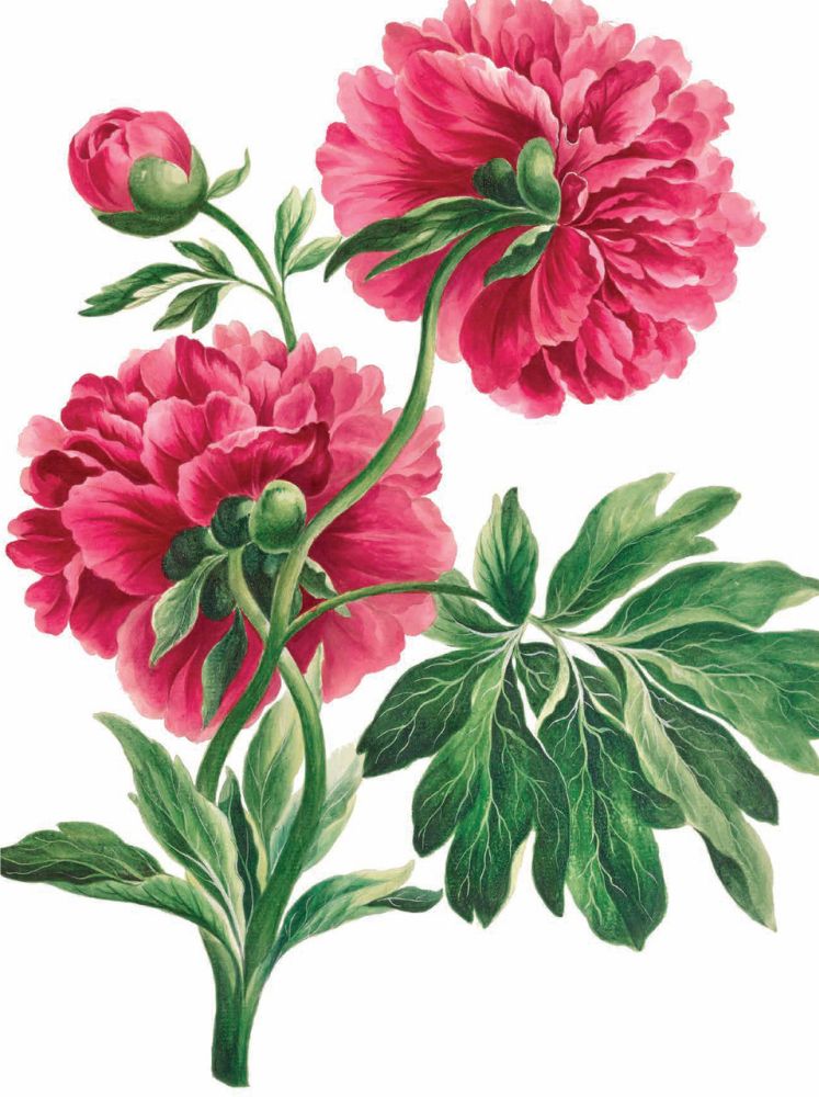 Nelson Line Garden Flowers Notecard Wallet