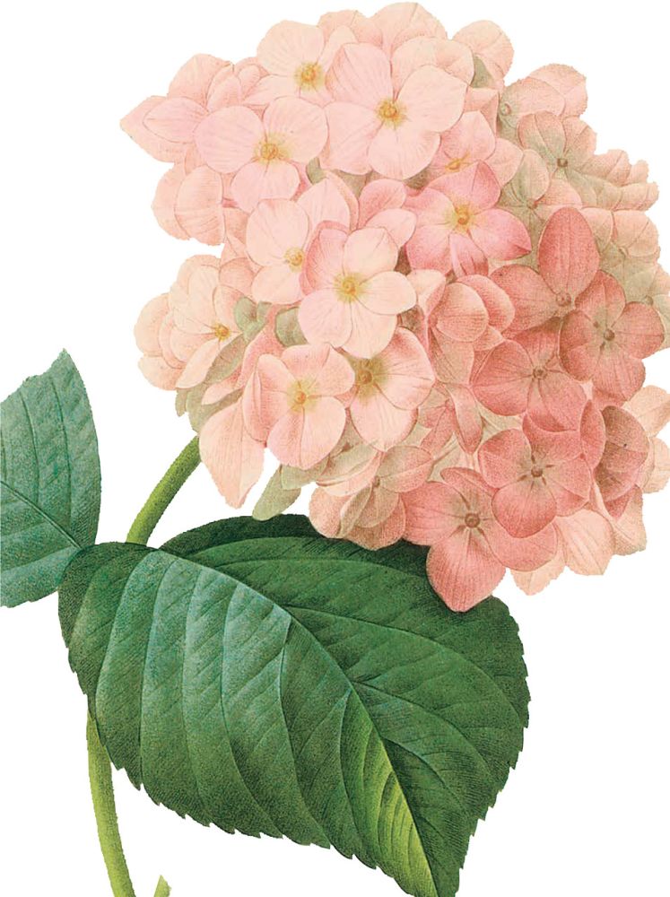 Nelson Line Garden Flowers Notecard Wallet