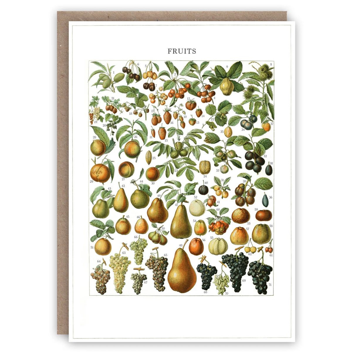 The Pattern Book Card - Fruits